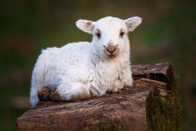 Lamb on a Log